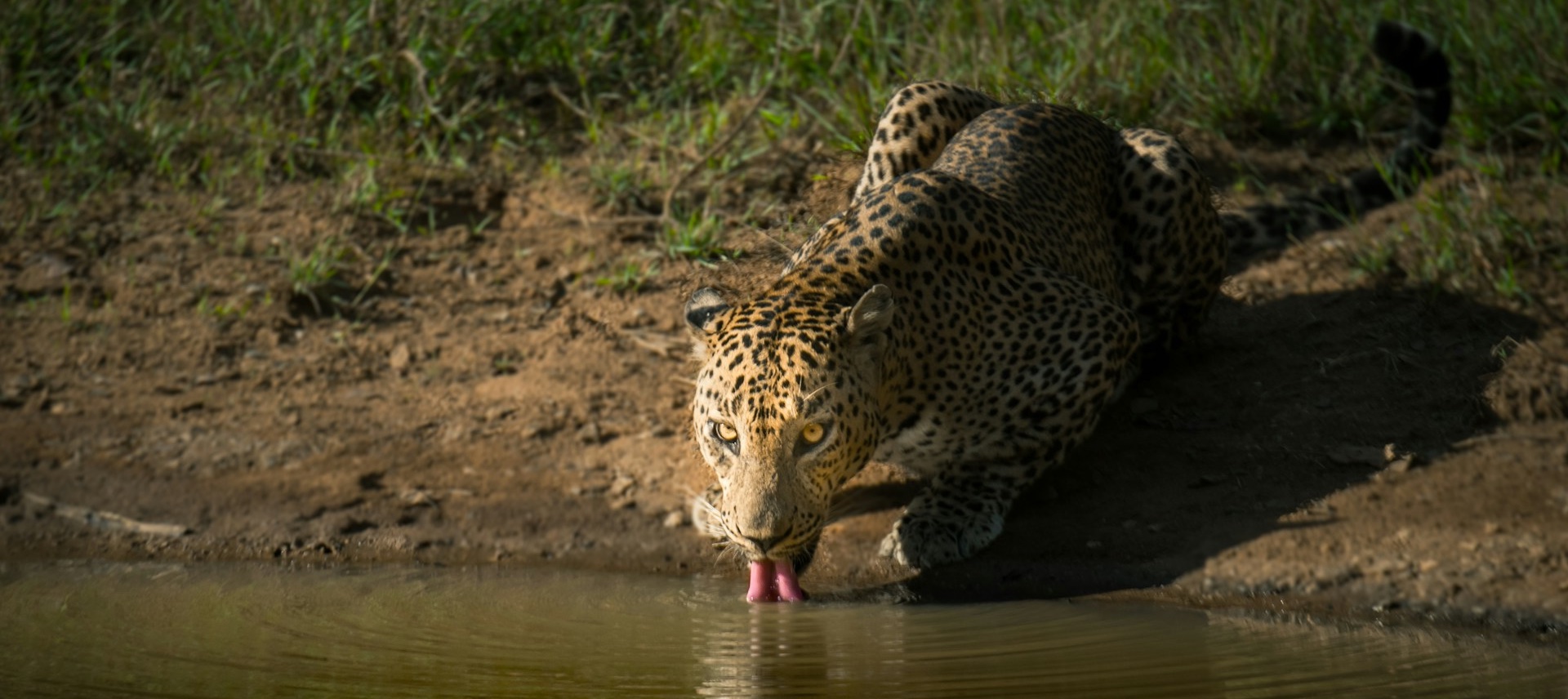 Safari Guide updated 2026 February Udawalawe, Yala & Wilpattu National Parks